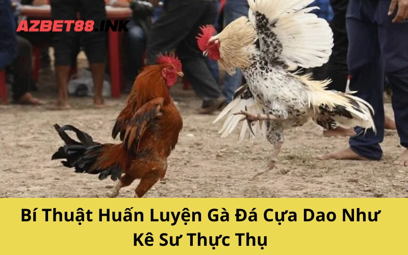 Bí Thuật Huấn Luyện Gà Đá Cựa Dao Như Kê Sư Thực Thụ