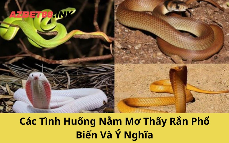 Các Tình Huống Nằm Mơ Thấy Rắn Phổ Biến Và Ý Nghĩa