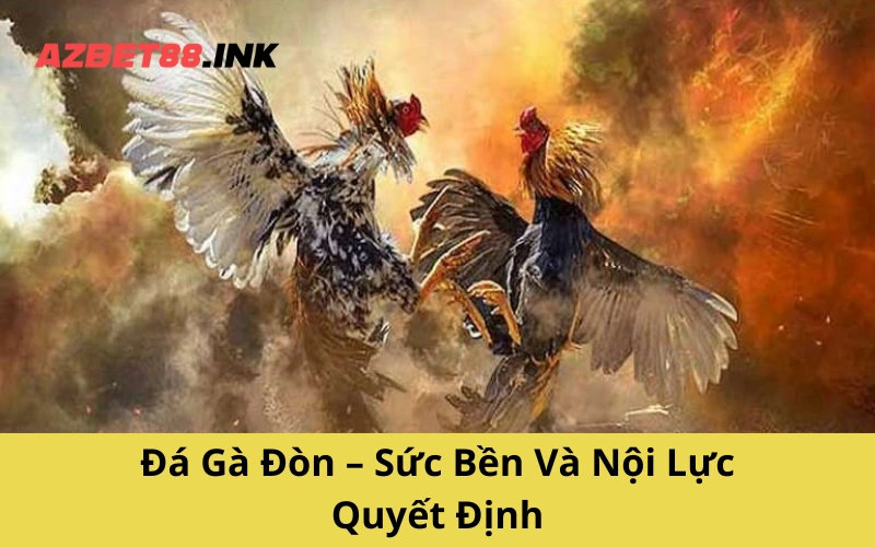 Đá Gà Đòn – Sức Bền Và Nội Lực Quyết Định