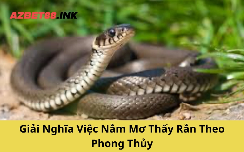 Giải Nghĩa Việc Nằm Mơ Thấy Rắn Theo Phong Thủy