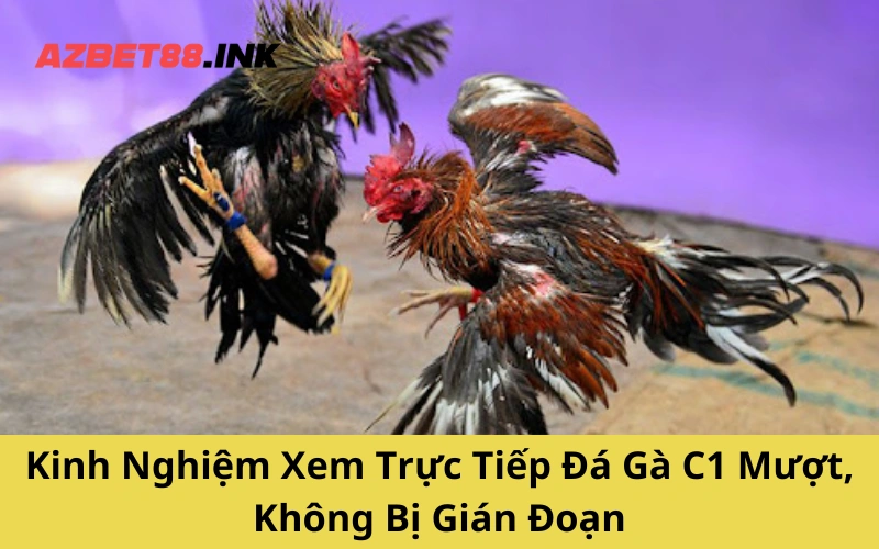 Kinh Nghiệm Xem Trực Tiếp Đá Gà C1 Mượt, Không Bị Gián Đoạn
