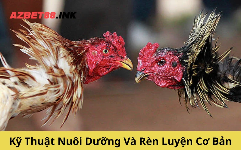 Kỹ Thuật Nuôi Dưỡng Và Rèn Luyện Cơ Bản