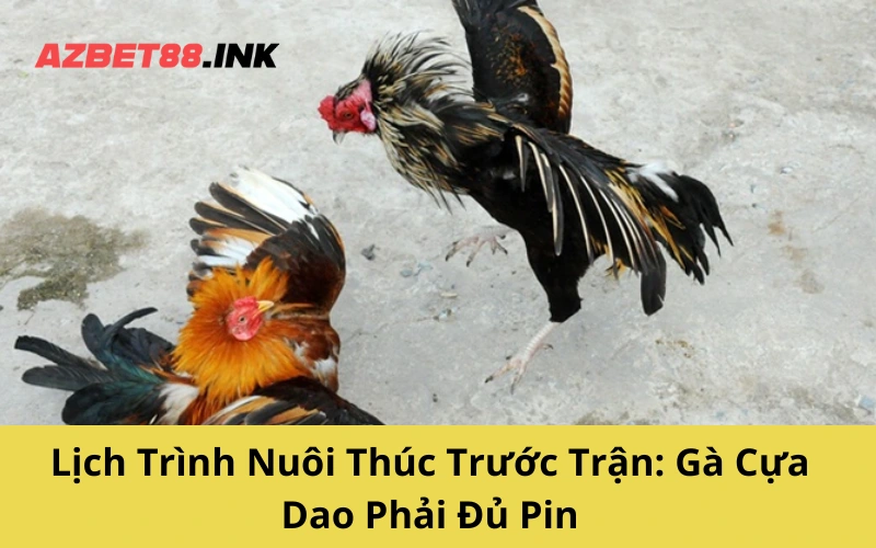 Lịch Trình Nuôi Thúc Trước Trận_ Gà Cựa Dao Phải Đủ Pin