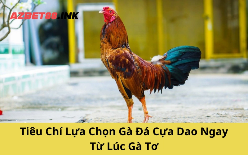 Tiêu Chí Lựa Chọn Gà Đá Cựa Dao Ngay Từ Lúc Gà Tơ
