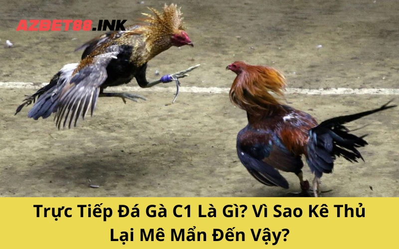 Trực Tiếp Đá Gà C1 Là Gì? Vì Sao Kê Thủ Lại Mê Mẩn Đến Vậy?