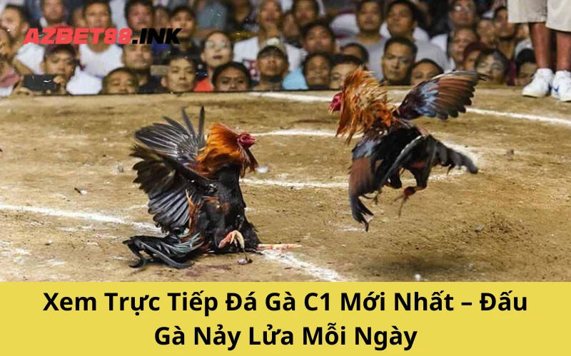 Xem Trực Tiếp Đá Gà C1 Mới Nhất – Đấu Gà Nảy Lửa Mỗi Ngày